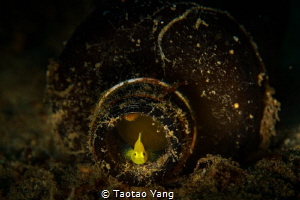 goby in bottle by Taotao Yang 